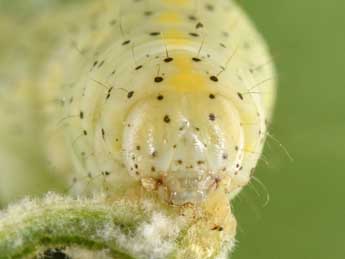  Chenille de Cucullia thapsiphaga Tr. - �Philippe Mothiron