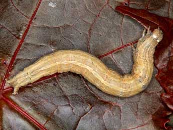  Chenille de Dysgonia torrida Gn. - �Wolfgang Wagner, www.pyrgus.de