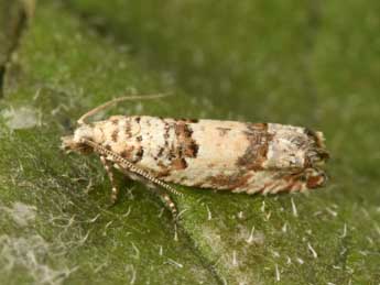 Thiodia trochilana Fr�l. adulte - �Philippe Mothiron