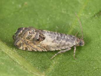 Cydia trogodana Pr�se adulte - �Philippe Mothiron