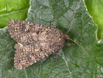 Sideridis turbida Esp. adulte - �Philippe Mothiron