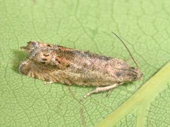 Cydia ulicetana Hw. adulte - �Philippe Mothiron