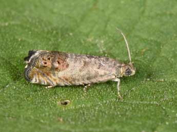 Cydia ulicetana Hw. adulte - �Philippe Mothiron