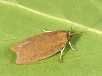 Aphelia viburnana D. & S. adulte - �Philippe Mothiron