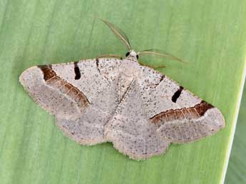 Itame vincularia Hb. adulte - �Philippe Mothiron