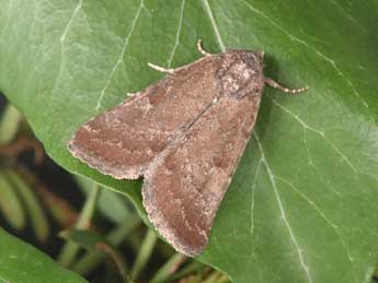 Condica viscosa Frr adulte - �Philippe Mothiron