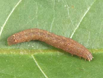  Chenille de Condica viscosa Frr - �Philippe Mothiron