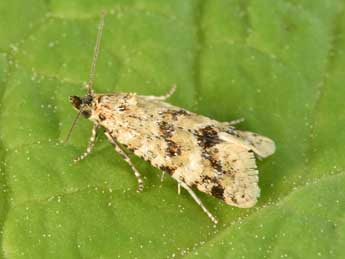 Aethes williana Brahm adulte - �Philippe Mothiron