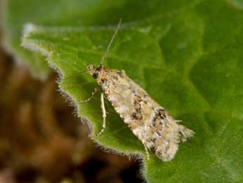 Aethes williana Brahm adulte - �Philippe Mothiron