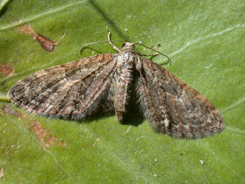 Eupithecia abbreviata Stph. adulte - �Philippe Mothiron