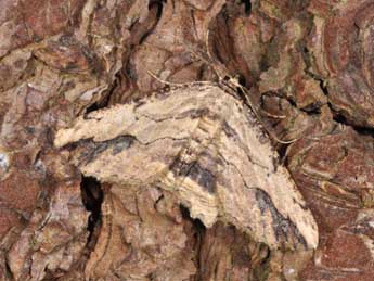 Menophra abruptaria Thnbg adulte - �Philippe Mothiron