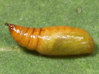  Chrysalide de Eupithecia absinthiata Cl. - �Lionel Taurand
