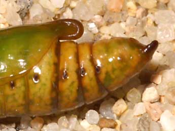  Chrysalide de Cucullia absinthii L. - �Lionel Taurand