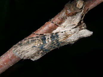 Cucullia absinthii L. adulte - �Philippe Mothiron