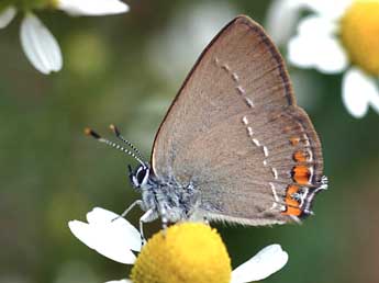 Satyrium acaciae F. adulte - �Daniel Morel