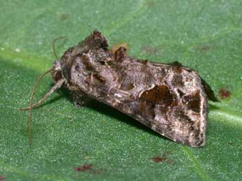 Ctenoplusia accentifera Lefebvre adulte - �Philippe Mothiron