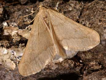 Alsophila aceraria D. & S. adulte - �Lionel Taurand