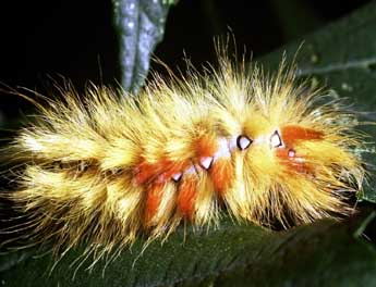  Chenille de Acronicta aceris L. - �Philippe Mothiron