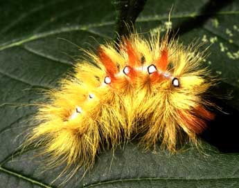  Chenille de Acronicta aceris L. - �Philippe Mothiron