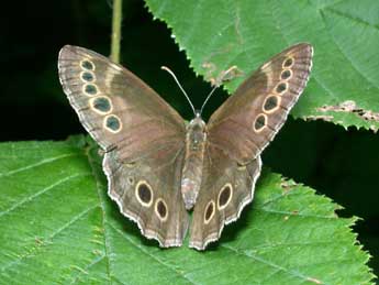 Lopinga achine Scop. adulte - �Philippe Mothiron