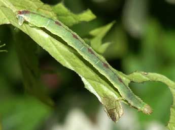  Chenille de Eupithecia actaeata Walderdorff - �Lionel Taurand
