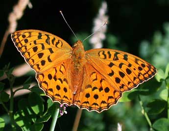 Fabriciana adippe D. & S. adulte - �Philippe Mothiron