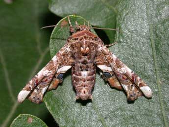 Eutelia adulatrix Hb. adulte - �Philippe Mothiron