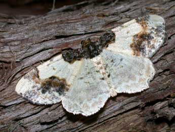 Ligdia adustata D. & S. adulte - �Philippe Mothiron