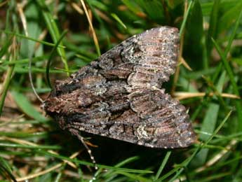 Mniotype adusta Esp. adulte - �Philippe Mothiron