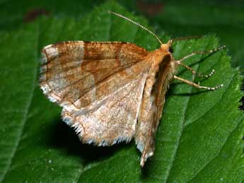 Cepphis advenaria Hb. adulte - �Philippe Mothiron