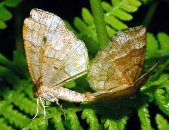 Cepphis advenaria Hb. adulte - �Fran�ois Spill