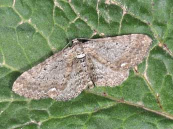 Horisme aemulata Hb. adulte - �Philippe Mothiron