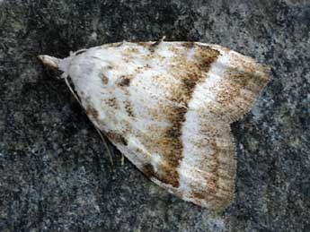 Nola aerugula Hb. adulte - �Daniel Morel