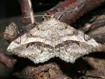 Chiasmia aestimaria Hb. adulte - �Philippe Mothiron