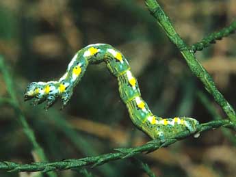  Chenille de Chiasmia aestimaria Hb. - �Fran�ois Spill