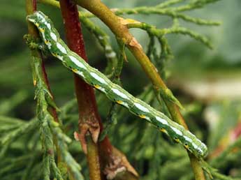  Chenille de Chiasmia aestimaria Hb. - �Daniel Morel