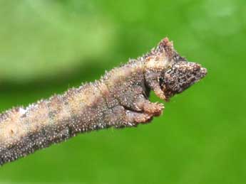  Chenille de Hemithea aestivaria Hb. - �Philippe Mothiron