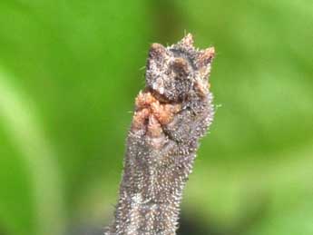  Chenille de Hemithea aestivaria Hb. - �Philippe Mothiron