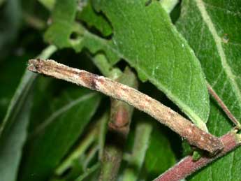  Chenille de Hemithea aestivaria Hb. - �Philippe Mothiron