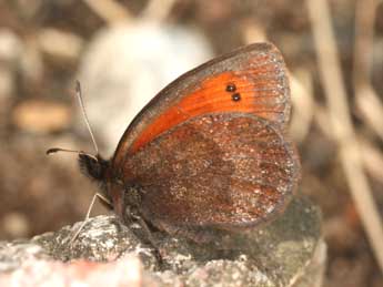 Erebia aethiopellus Hoffmsg adulte - �Daniel Morel