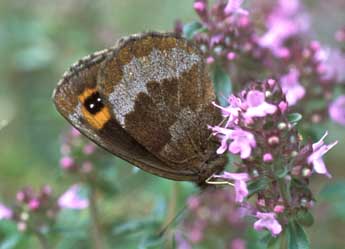 Erebia aethiops Esp. adulte - �Tristan Lafranchis