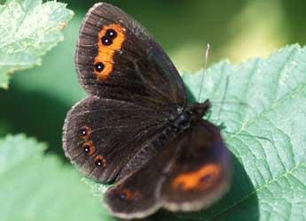 Erebia aethiops Esp. adulte - �Tristan Lafranchis
