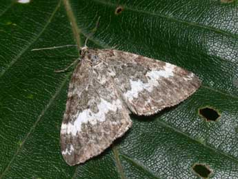 Perizoma affinitata Stph. adulte - �Philippe Mothiron