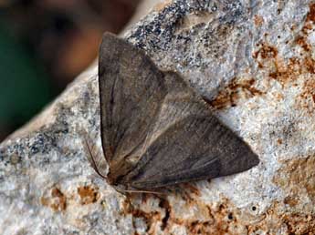 Onychora agaritharia Dardoin adulte - �Daniel Morel