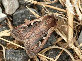 Xestia agathina Dup. adulte - �Daniel Morel