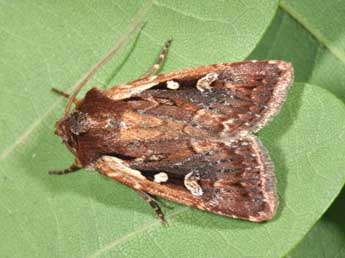 Xestia agathina Dup. adulte - �Philippe Mothiron