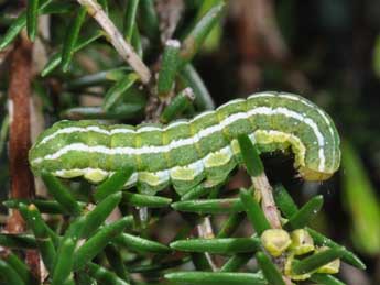  Chenille de Xestia agathina Dup. - �Philippe Mothiron