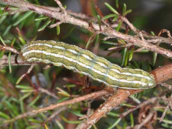  Chenille de Xestia agathina Dup. - �Philippe Mothiron