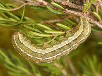  Chenille de Xestia agathina Dup. - �Daniel Morel