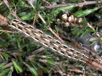  Chenille de Xestia agathina Dup. - �Philippe Mothiron